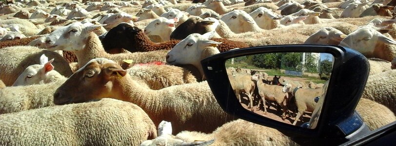 Rear-view mirror livestock flock