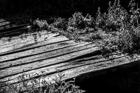 Photography black white bark
