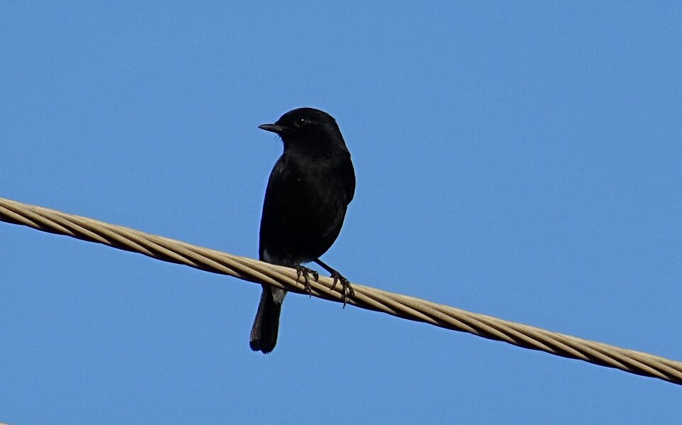 Passerine male fauna