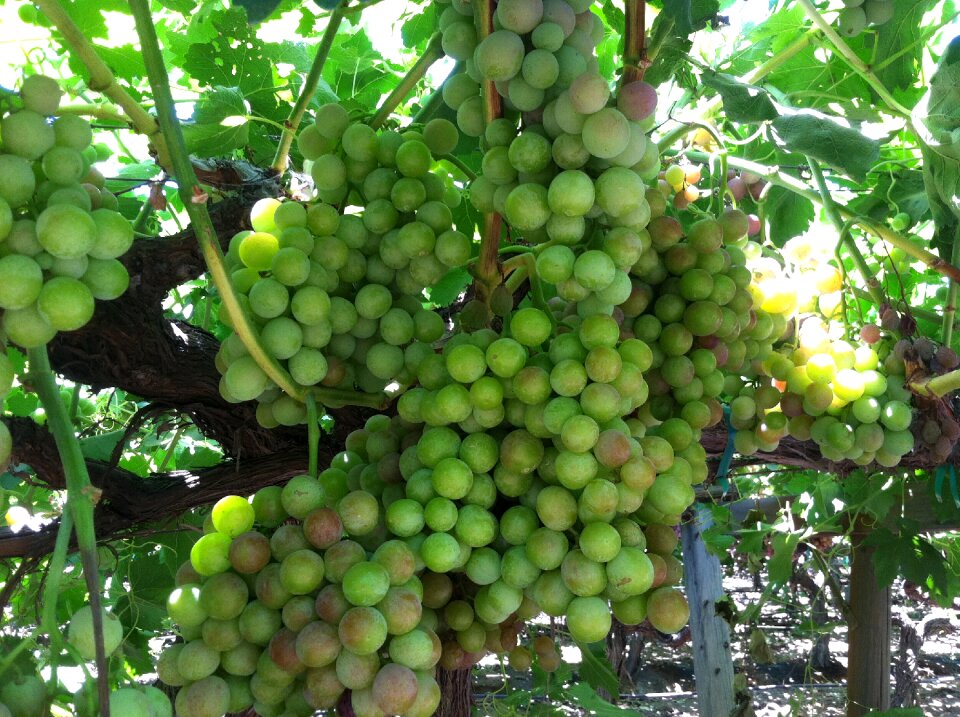 California vineyard farm