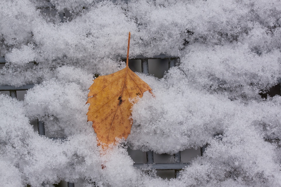 Birch leaf orange white
