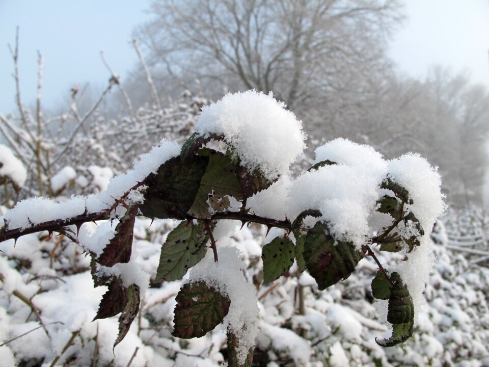 Nature rose frozen