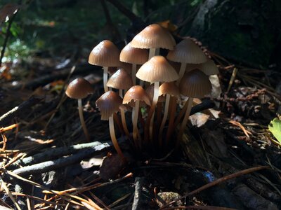Forest cavanaugh nature