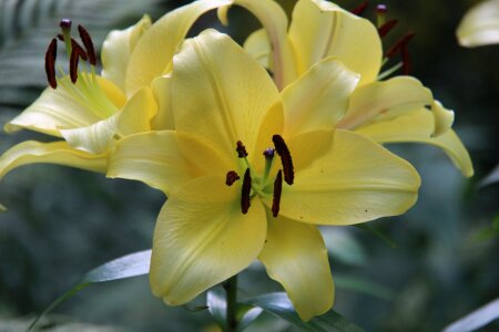 Botanical yellow lily photo