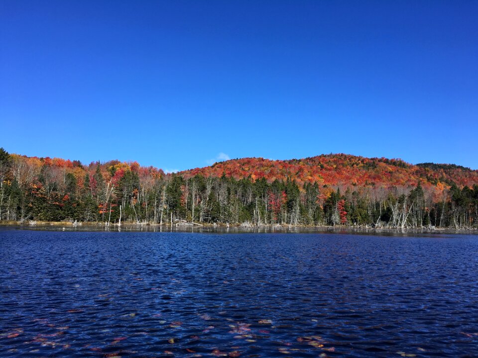 Boreas pond tract hardwood trees fall foilage