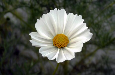 Cosmos bipinnatus macro close