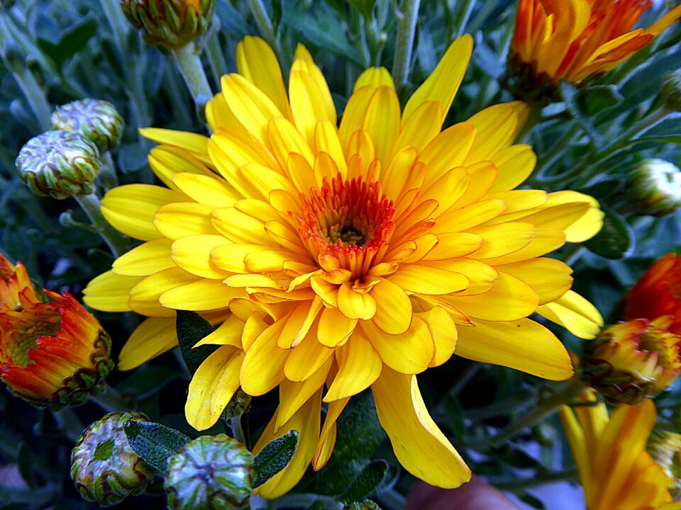 Yellow petals fall
