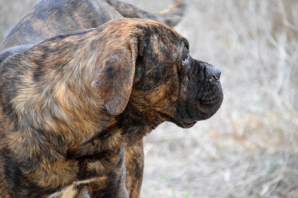 Canecorso close up brown photo