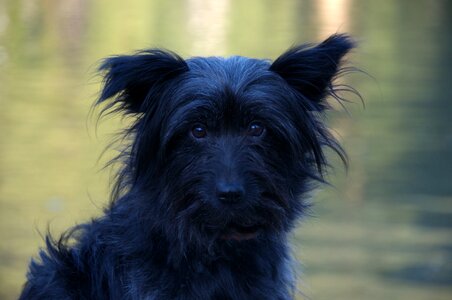 Hybrid pet small dog