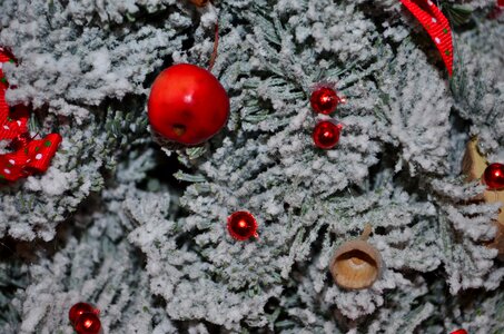 Xmas christmas trees christmas snow photo