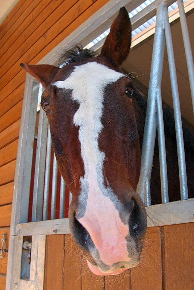 Horse head reiter stall