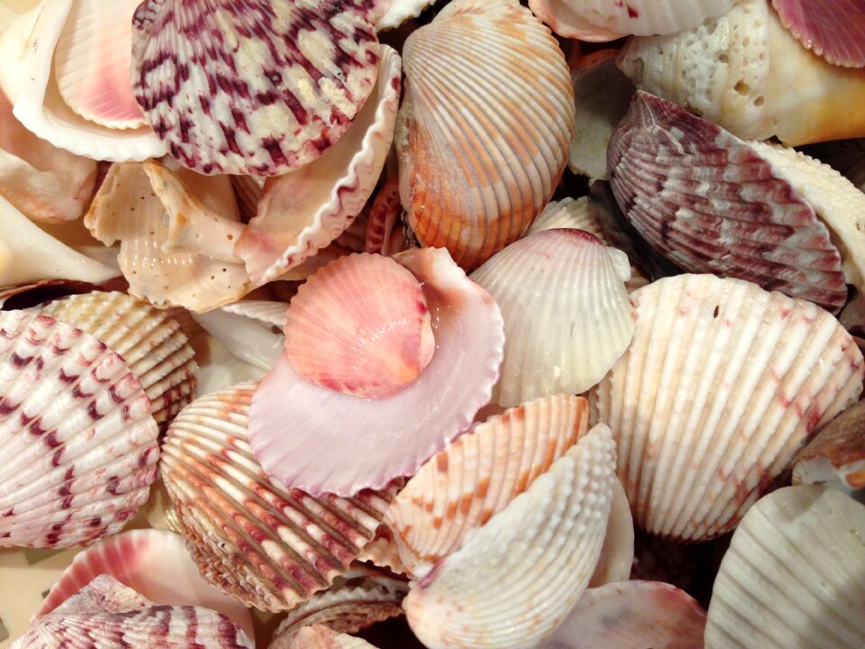 Beach ocean
