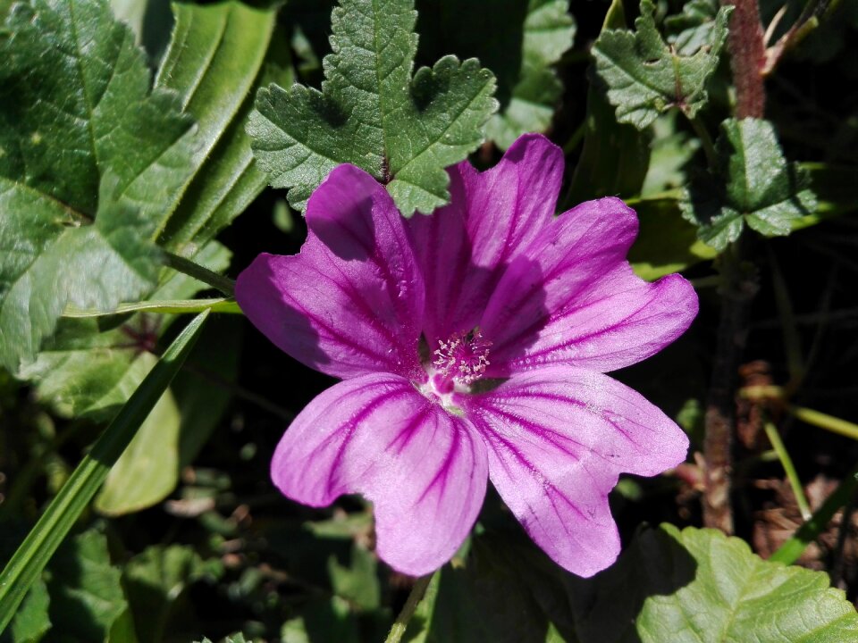 Macro nature purple flowers