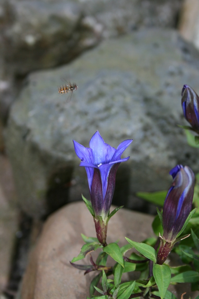 Gentian perennial rock plant