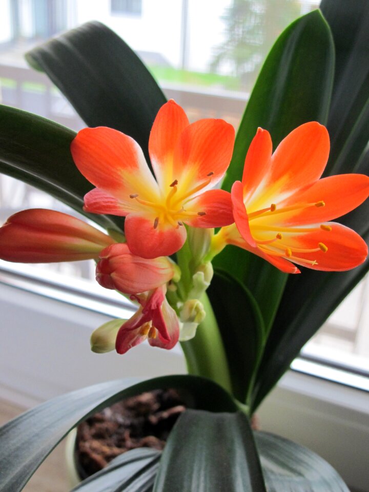 Natal lily bush lily potten plant