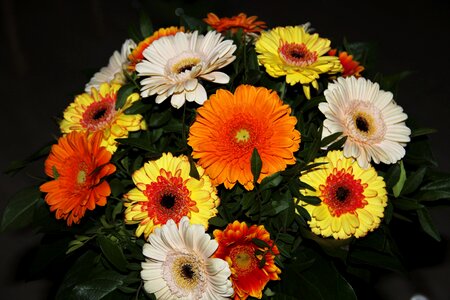 Gerbera bouquet flowers color photo