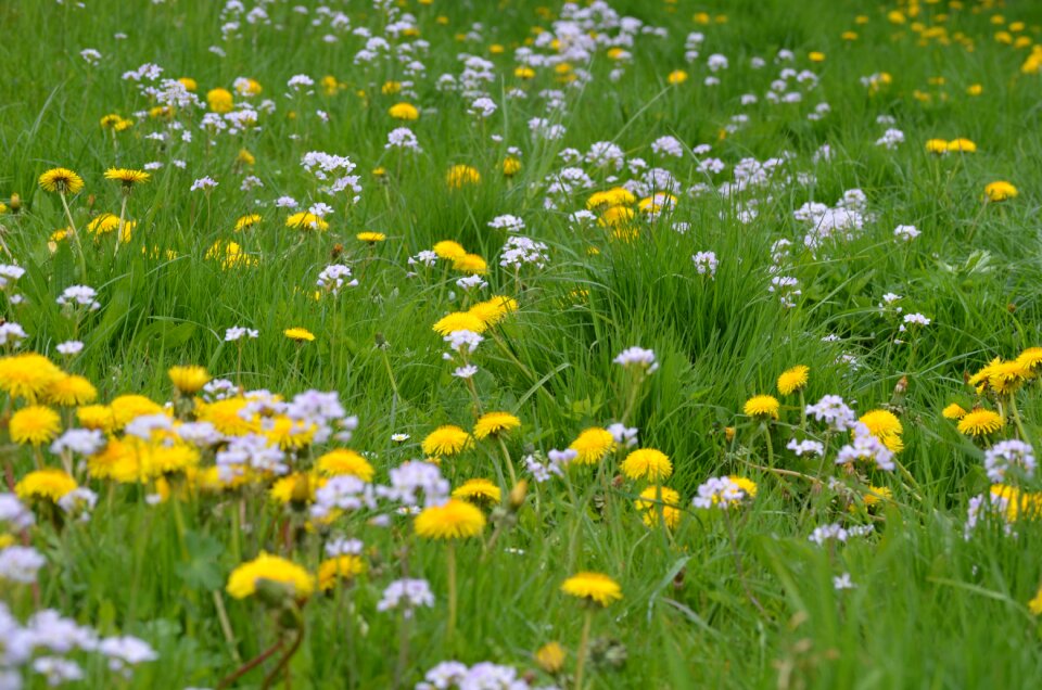 Green dandelion blossom