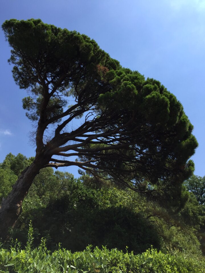 Cedar forest jungle