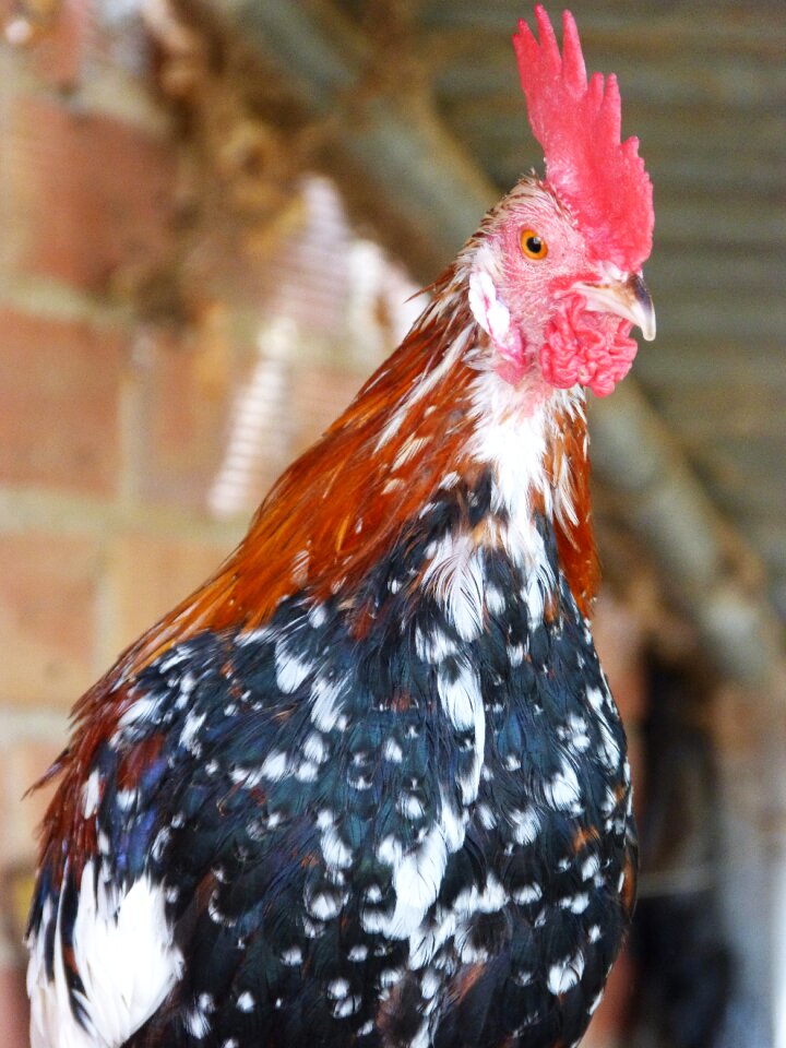 Quiquina quico poultry