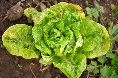 Ranch plantation cultivate