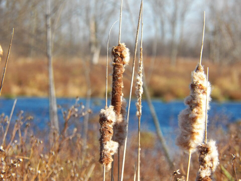 Nature plant pond