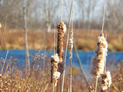 Nature plant pond photo