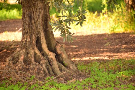 Plant tree green