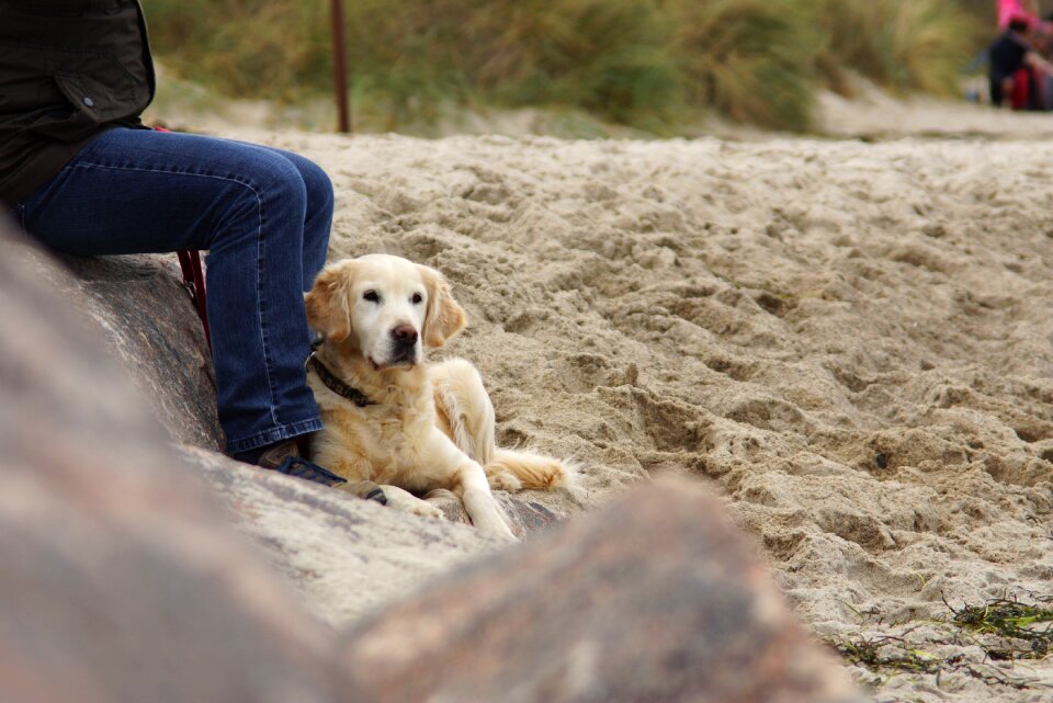 Dog on beach golden retriever animal