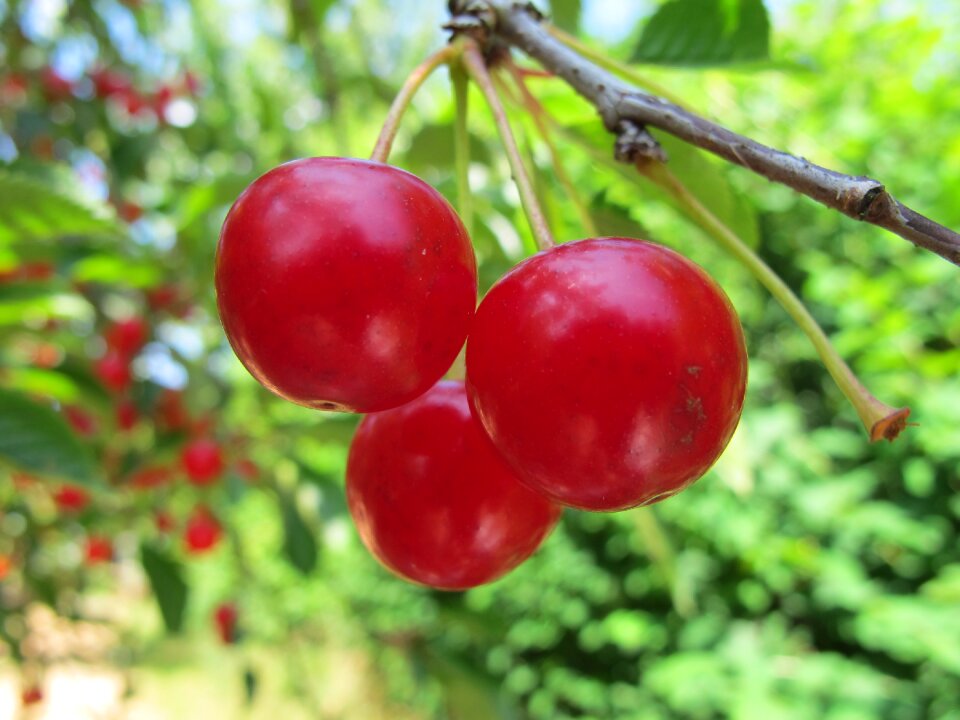 Fruit garden red fruits