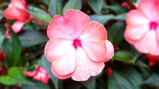 Petal macro nature