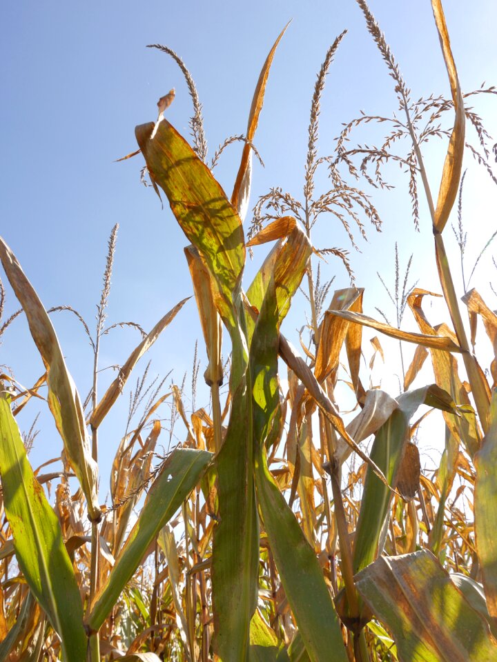 Corn on the cob agriculture nature