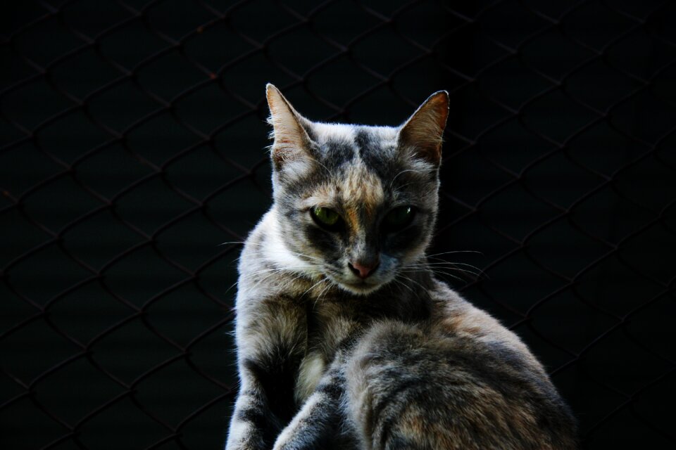 Animal pet portrait
