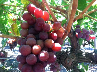 Vine organic