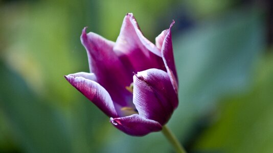 Tulip spring nature
