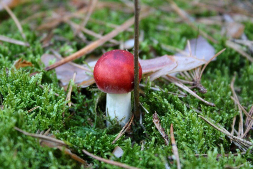 Nature autumn fly agaric