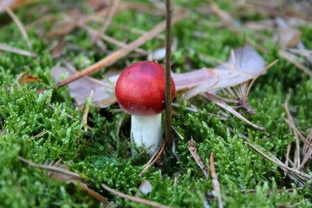 Nature autumn fly agaric photo