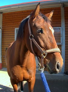 Horse head reiter stall