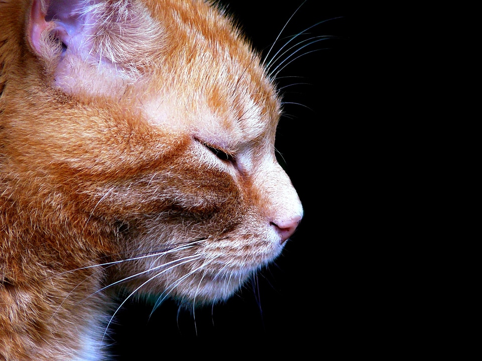 Cat face head domestic cat
