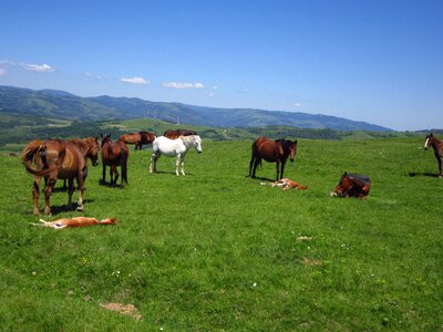 Romania nature mammal