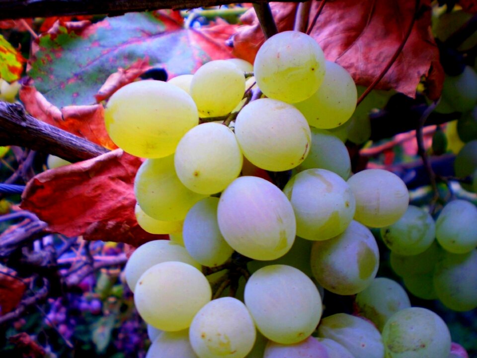 Fruit autumn harvest