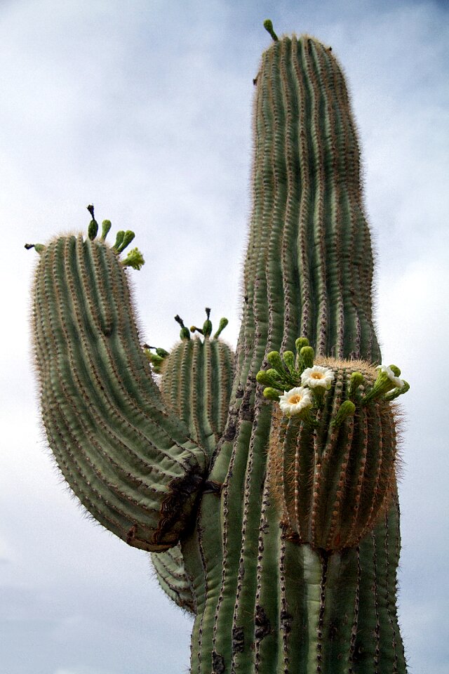 Arizona cactus desert
