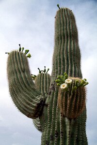 Arizona cactus desert