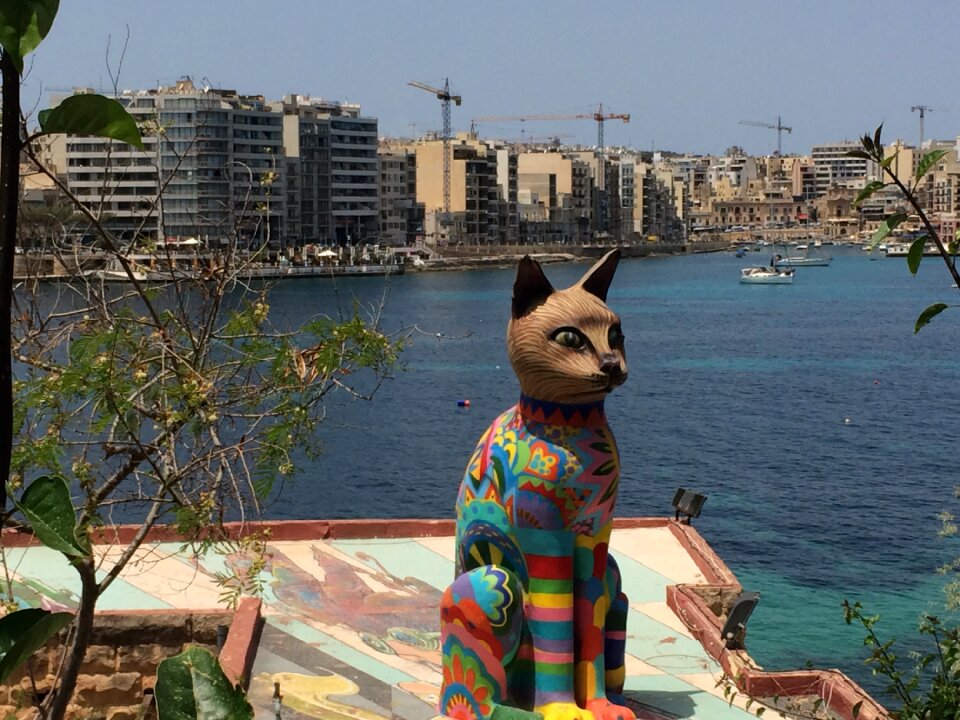 Sea seaside cat
