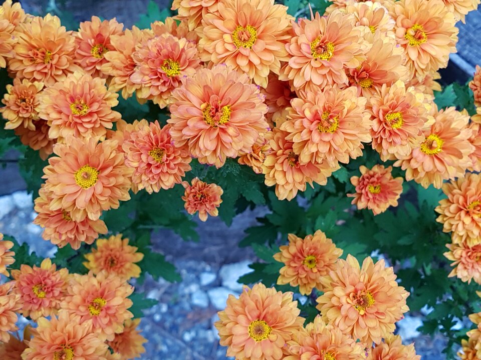 Free pictures autumn flowers