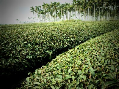 Tea areca catechu tree landscape