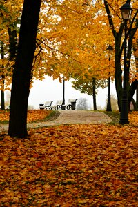 Bench in the park autumn park stroll