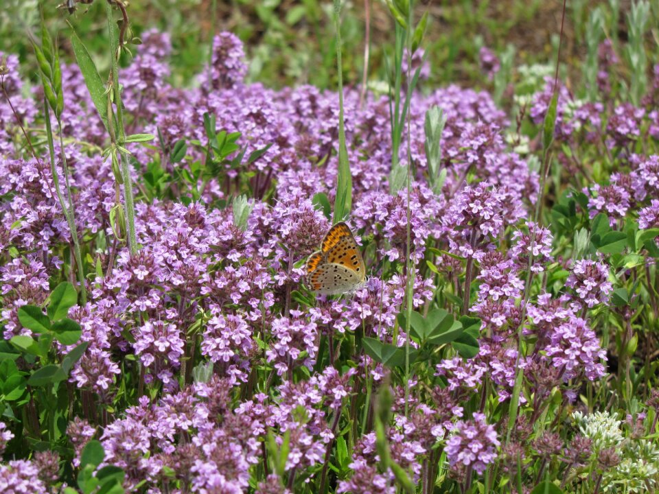 Purple small plant photo