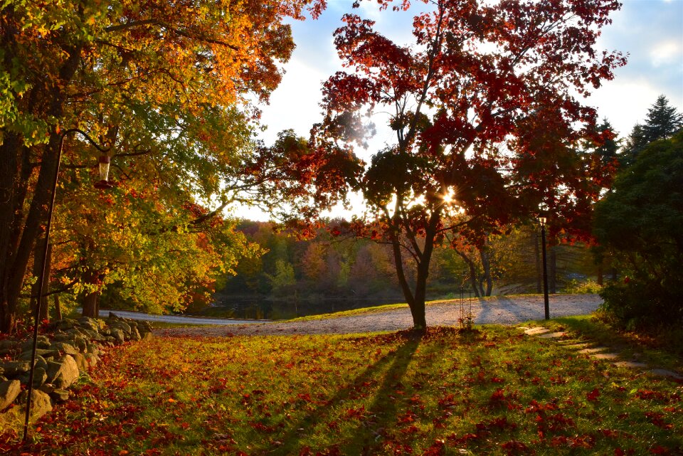 Park yellow season