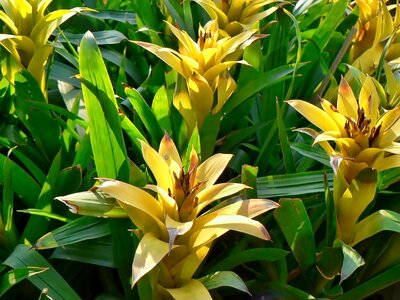 Yellow leaves yellow-green contrast agriculture photo