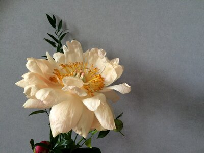 Bloom blossom petal
